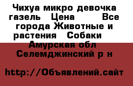 Чихуа микро девочка газель › Цена ­ 65 - Все города Животные и растения » Собаки   . Амурская обл.,Селемджинский р-н